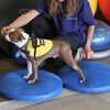 FitPAWS Disco de equilibrio para mascotas azul 56 cm