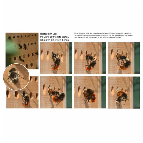 LUXUS-INSEKTENHOTELS Hotel insectos con tejado de haya Maja natural