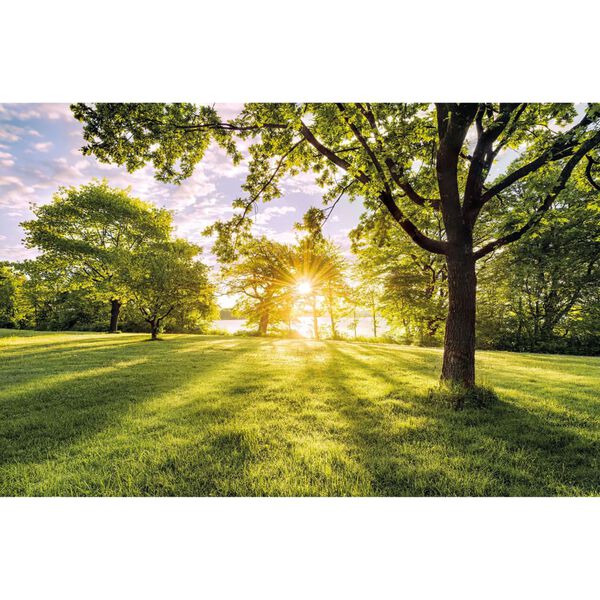 Komar Mural fotogr&aacute;fico Golden Moment 400x250 cm