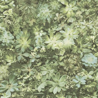 Noordwand Papel de pared Evergreen Succulent verde y beige
