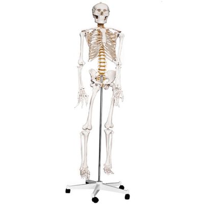 Esqueleto de tamaño natural para clases de Anatomía