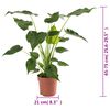vidaXL Alocasia cucullata &Oslash;21 altura 65-75 cm