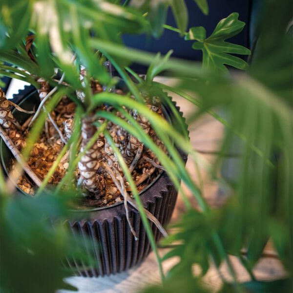 Capi Jarr&oacute;n elegante Groove negro 34x46 cm