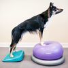 FitPAWS Rampa de equilibrio para mascotas azul 35x35x7 cm