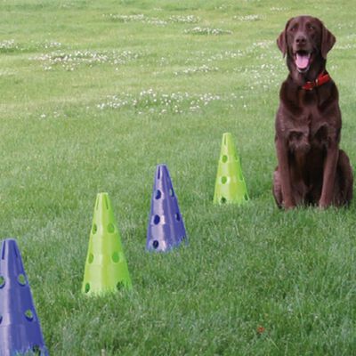 FitPAWS Kit de agility para perros Canine Gym