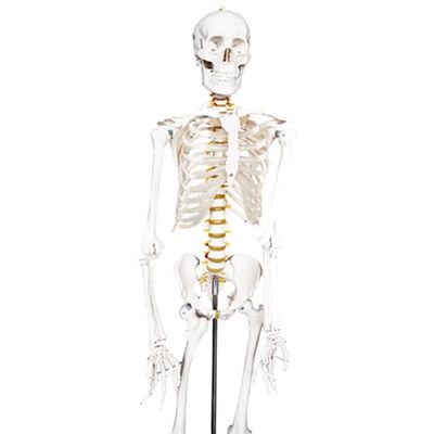Esqueleto de tamaño natural para clases de Anatomía
