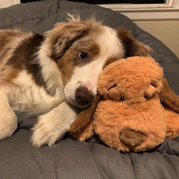 Snuggle Puppy Perrito de peluche para perros con latido marr&oacute;n galleta