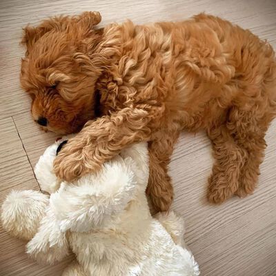 Snuggle Puppy Perrito de peluche para perros con latido dorado