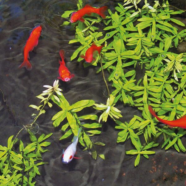 Ubbink Bolas de gel para estanque Aqua ClearPro 1000 ml