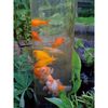 Ubbink Torre para peces 66 cm acr&iacute;lico