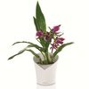LECHUZA Jardinera ORCHIDEA ALL-IN-ONE blanco mate
