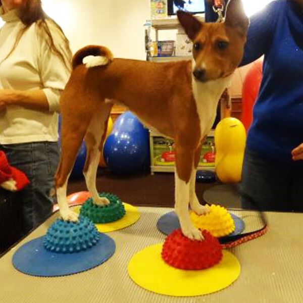 FitPAWS Accesorios de equilibrio para patas de mascotas 4 unidades