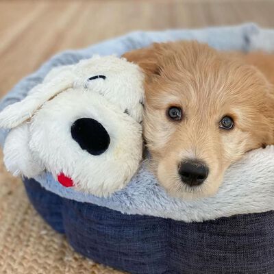 Snuggle Puppy Perrito de peluche para perros con latido dorado