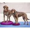 FitPAWS Disco de equilibrio para mascotas color frutos rojos 56 cm