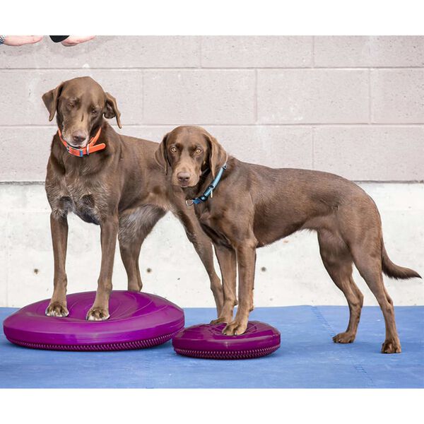 FitPAWS Disco de equilibrio para mascotas color frutos rojos 56 cm