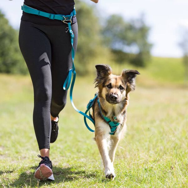TRIXIE Cintur&oacute;n con correa de perro S/M azul