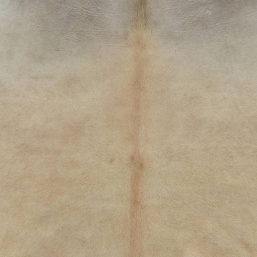 vidaXL Alfombra de piel de vaca auténtica beige 150x170 cm